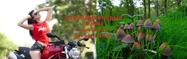 PSILOCYBIN Белоозёрский